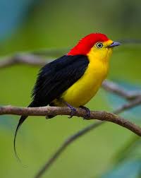 Bird On A Wire Movie Review Pin On Birds