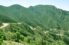 Image result for Pyrostria phyllanthoidea