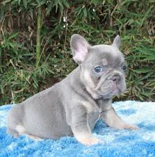You can find them in acceptable akc color standards such as fawn, brindle, cream, and white, as well as in rare lilac, isabella, blue for most people, the merle colored french bulldogs present the most unique and strange coat color. Lilac French Bulldog Lilac French Bulldog French Bulldog Blue Cute French Bulldog