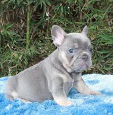 Nautico (platinum lilac & tan merle covered in cream) this unique frenchie is capable of producing any color when bred to a female with the proper dna at/at, d/d, e/e, n/kb, n/s, n/m. Lilac French Bulldog Lilac French Bulldog French Bulldog Blue Blue French Bulldog Puppies