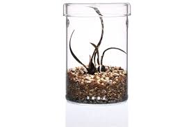 Image result for Oeceoclades perrieri