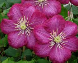Clematis ville de lyon group. Clematis Ville De Lyon Taylors Clematis