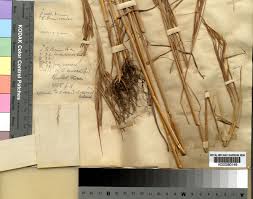 Image result for Hyperthelia dissoluta