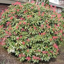Image result for Pieris japonský little heath obrázek
