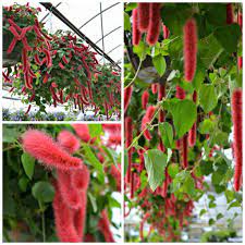 Chenille Plant This Beauty Flowers From Early Spring Until Frost And Can Even Be Brought Indoors In The Winter As A High L Plants Garden Center Chenille Plant