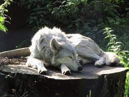 Pin On Wolves
