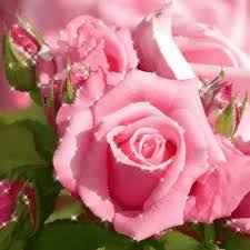 15 pink tiny rose bouquet. Pink Flower Images Flowers Gif Love Flowers