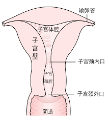 子宫颈内口- 维基百科，自由的百科全书