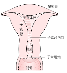 阴道- 维基百科，自由的百科全书