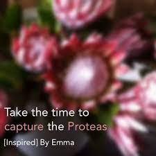 Inspiring Quote Take Time To Capture The Proteas Emma Weise Www Inspiredbyemma Com Inspirational Quotes Inspiration Protea