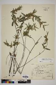 Image result for Dyschoriste multicaulis