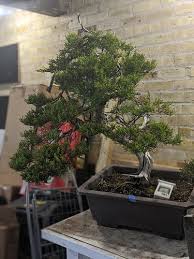 See more ideas about bonsai tree, bonsai, bonsai garden. Ashe Juniper As Bonsai Toolbox Mirai Forum