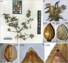 Image result for Blepharis stuhlmannii