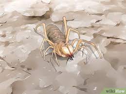 I every day eat fruit. 4 Ways To Care For A Camel Spider Wikihow