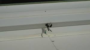 Galveston county master gardeners, texas a&m. Humans Help Wasps Wasps Help Humans Four Toothed Mason Wasp I Monobia Quadridens I Bug Of The Week