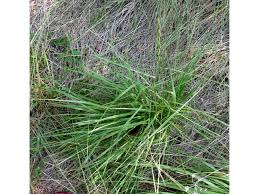 Image result for Eriochloa