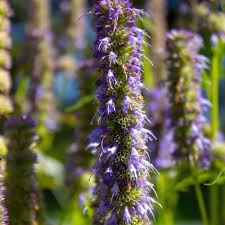 Image result for Hippocratea graciliflora