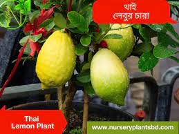 In today's uncertain times, more people are looking to plant nut trees and fruit trees and plants now than ever before. Thai Lemon Trees For Sale 2021