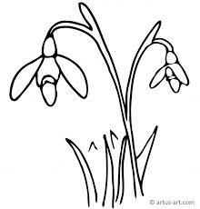 Schneeglockchen Ausmalbild Gratis Ausdrucken Ausmalen Artus Art