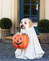 Outdoor Life Sized Candy Bowl Ghost Dog Balsam Hill Ghost Dog Life Sized Ghosts Dog Pumpkin