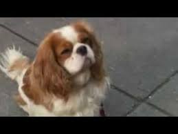 Maybe you would like to learn more about one of these? Little Britain Mr Doggy Funny Youtube