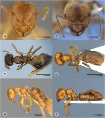 Native to the southwest united states and mexico, ocotillo grows along with cacti. Molecular And Morphological Recognition Of Species Boundaries In The Neglected Ant Genus Brachymyrmex Hymenoptera Formicidae Toward A Taxonomic Revision Springerlink