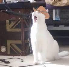 Instagram Page Adds Cowboy Hats To Cat Photos And The Result Is Purr Fect Cat Mood Cat Photo Cats