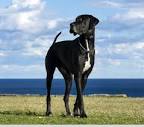 Great Dane Puppies and Dogs in Devine, TX - Buy or Adopt ...