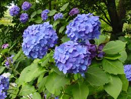 Before my hydrangea puts on too much leafy growth, i needed to give it a prune, but doing it too early in the year (before the end of april, here in the uk). Pruning Hydrangeas