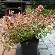 In winter, when the temperatures drop, the foliage changes colour once more, this time taking on distinctive red tones. Abelia Sunshine Daydream