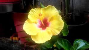 It has sweet and tart flavors, similar to cranberry, and may be hibiscus tea is categorized as an herbal tea. Yellow Color Hibiscus Flower Plant Youtube