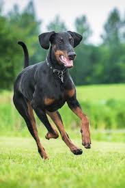 Find a doberman on gumtree, the #1 site for dogs & puppies for sale classifieds ads in the uk. Doberman Pinscher Dog Breed Information Center