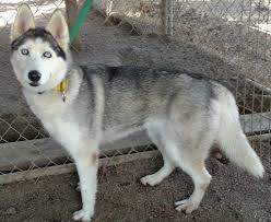 Siberian husky / mixed (medium coat). More Huskies Are Being Abandoned And It S All Because Of Game Of Thrones