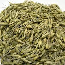 Image result for Avena sativa