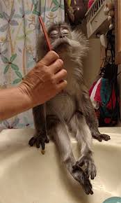 Monkey Hug Cuteness Gif All gif files are sorted by categories and tags for easy search. monkey hug cuteness gif