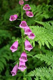Foxglove And Ferns Flower Garden Pictures Beautiful Flowers Beautiful Pink Flowers