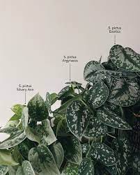 Check spelling or type a new query. Mel On Instagram My Top Rated Plant To Gift This Christmas It Would Be Scindapsus Pictus Aka Silver Pothos Silver V Philodendron Plant Plant Species Plants