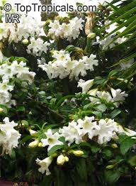 Image result for Beaumontia