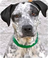 Pointer Cattle Dog Cross Google Search Cattle Dog Dogs Puppies
