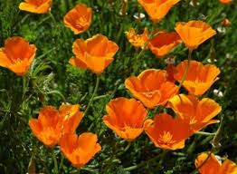Kalifornischer Mohn Eschscholzia Californica Orange Lebensbereich Sommerblumen Einjahrige Wuchshohe 20 Bis 40 Einjahrige Pflanzen Bodendecker Pflanzen