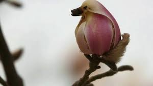 The gardens and streets in the capital city are decorated with the beautiful flowers which smell a bit like lemon. Magnolia Tree Flowers Like Bird à¤…à¤®à¤° à¤µà¤² à¤• à¤« à¤² à¤¬ à¤² à¤• à¤² à¤š à¤¡ à¤¯ à¤• à¤¤à¤°à¤¹ Youtube