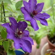 We did not find results for: President Clematis Flowers 2 Pcs Real Climbing Clematis Bulbs Early Flowers Large Flowers Beautiful Blue Purple Perennial Vine Plant Live Garden Potted Balcony Decor Gift Buy Online In Ecuador At Desertcart Ec 194703930