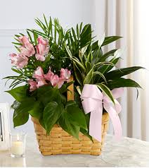 Check spelling or type a new query. Sympathy Flowers Legacy Com