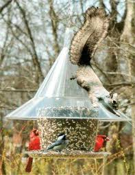 Bird Feeder For Large Birds Squirrel Proof Bird Feeders From Wild Birds Forever Squirrel Proof Bird Feeders Bird Feeders Squirrel Resistant Bird Feeders