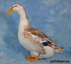 Edmonds in suffolk in the 1930's. Silver Appleyard Ducks