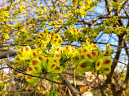 Nature tree flowers nature exotic flowers beautiful flowers deciduous trees flowering trees fruit trees trees to plant rainforest flowers. Beautiful Flowers Trees Idioticfashion