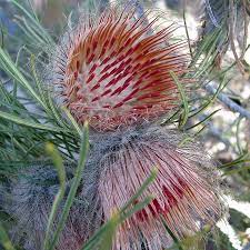Banksia Splendida Native To Western Australia Flowers Have A Pungent Sweetish Scent Similar To That Of Many Species Of Banksia There Are Two Subspecies With Bot Australian Plants Australian Flowers Australian