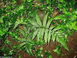 Image result for Christella friesii