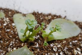 多肉植物の葉挿しを根付かせる方法を紹介 根や芽が出た後の育て方3つのポイント