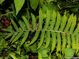 Image result for Deparia